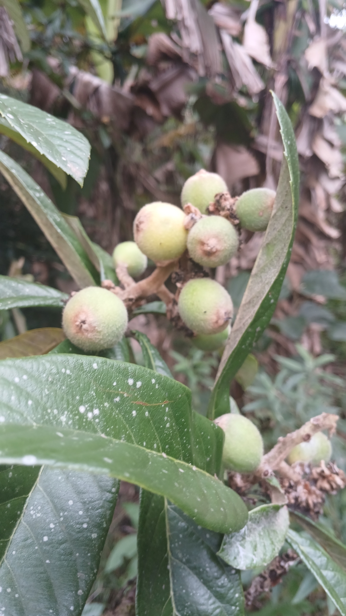 Eriobotrya japonica