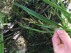 Carex ochrosaccus