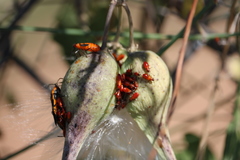 Oncopeltus fasciatus