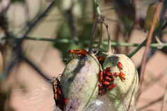 Oncopeltus fasciatus