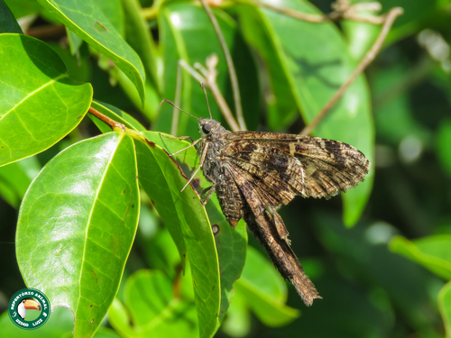 Typhedanus aziris