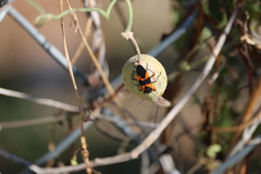 Oncopeltus fasciatus