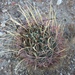 Glandulicactus uncinatus wrightii - Photo (c) gkonings,  זכויות יוצרים חלקיות (CC BY-NC)