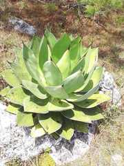 Agave chiapensis