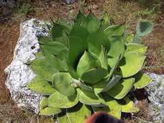 Agave chiapensis