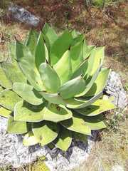 Agave chiapensis