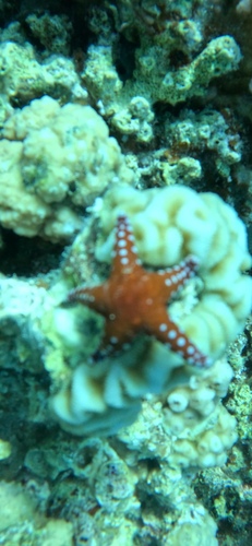 Ghardaqa Sea Star — seen at this dive site