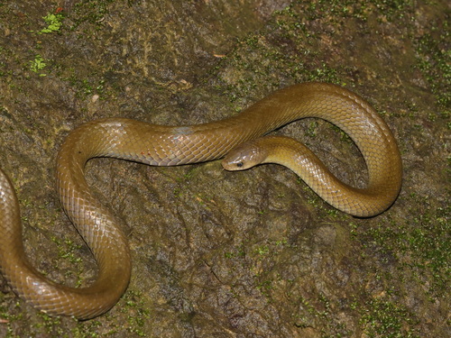 Oligodon cicadophagus