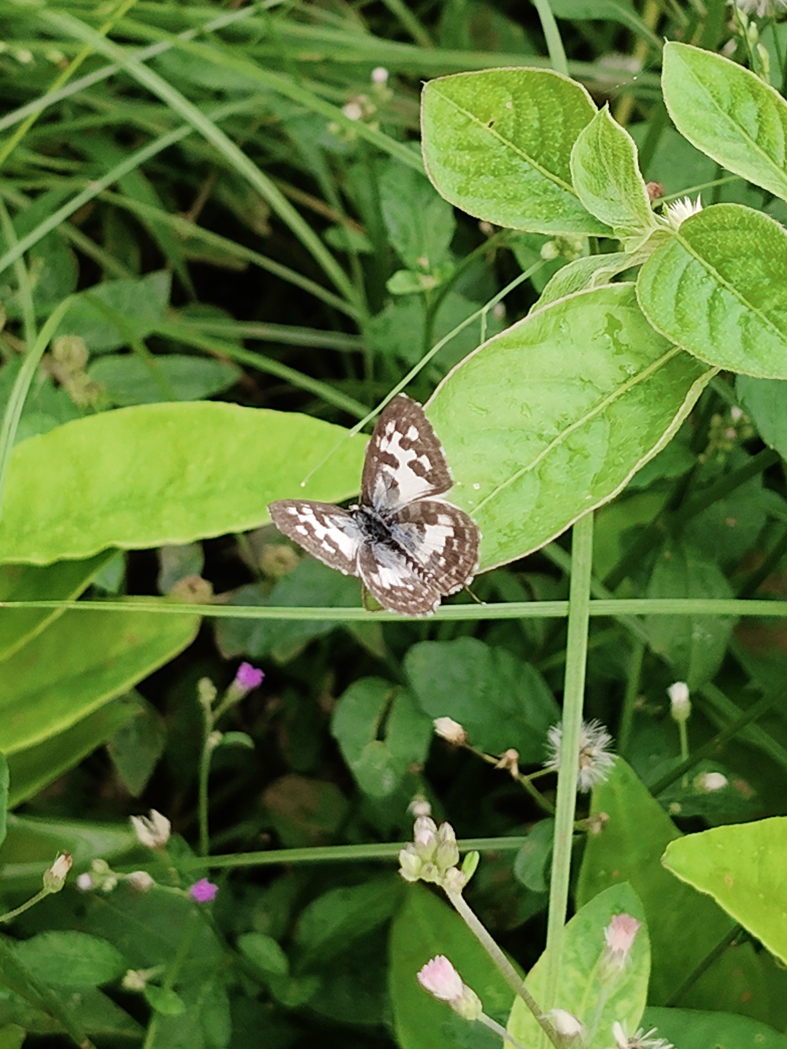 Common Pierrot