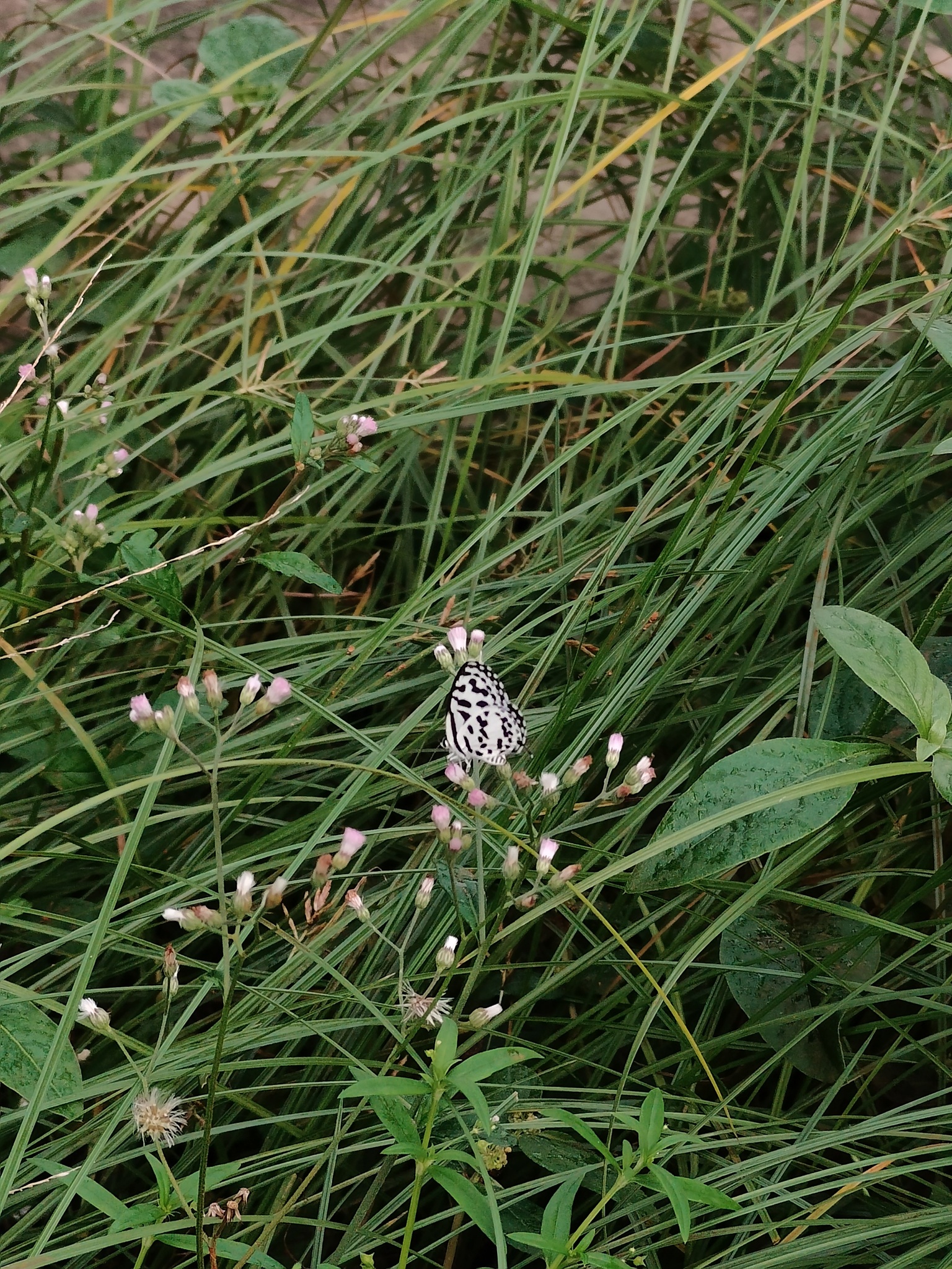 Common Pierrot