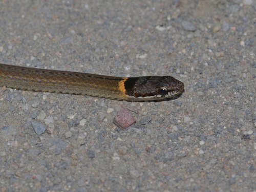 Collared Black-headed Snake