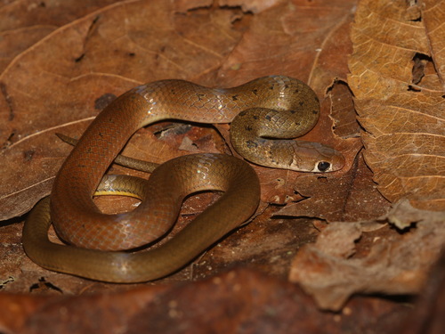 Common Ring-neck