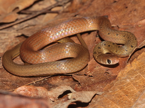 Common Ring-neck