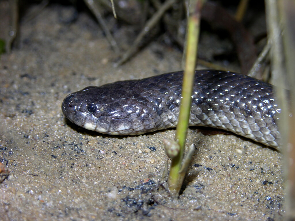 Crab-eating Snake