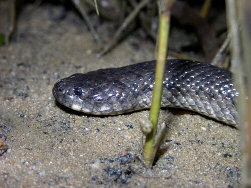 Crab-eating Snake