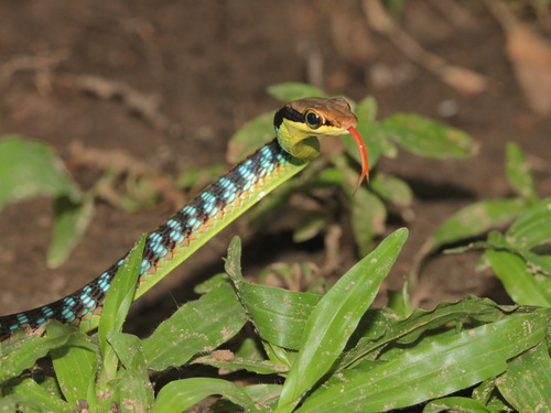 Wall's Bronzeback, Dendrelaphis cyanochloris
