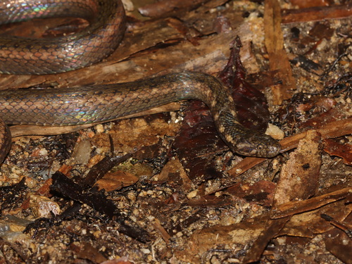 Deschauensee’s Keelback