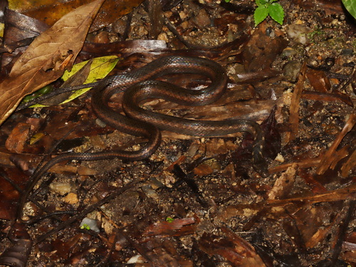 Deschauensee’s Keelback
