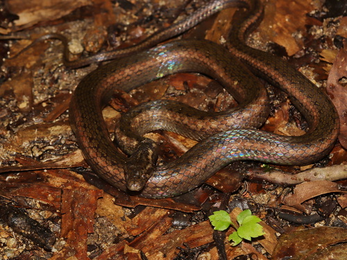 Deschauensee’s Keelback