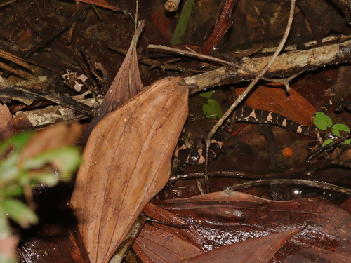Deuve's Water Snake