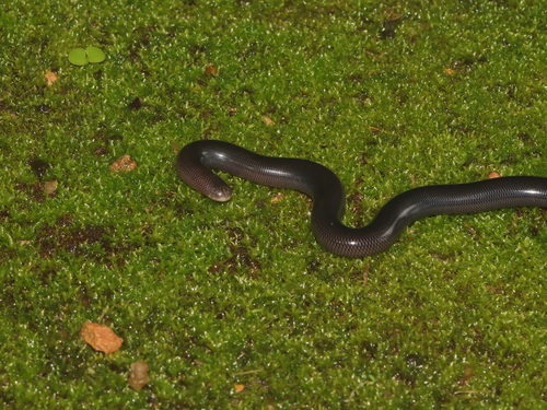 Diard's Blindsnake