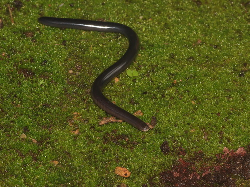 Diard's Blindsnake