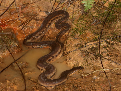 Javan File Snake