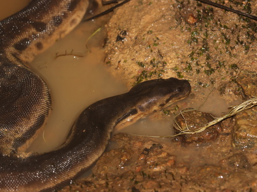 Javan File Snake