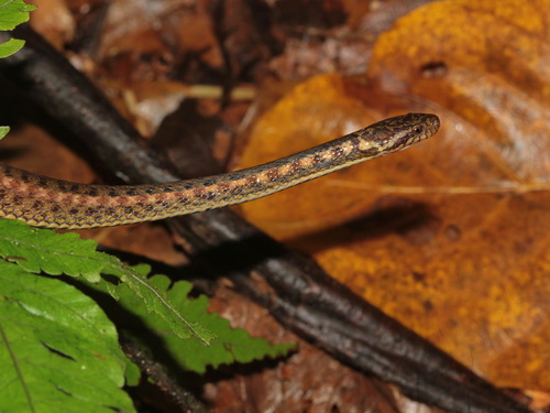 Hebius igneus