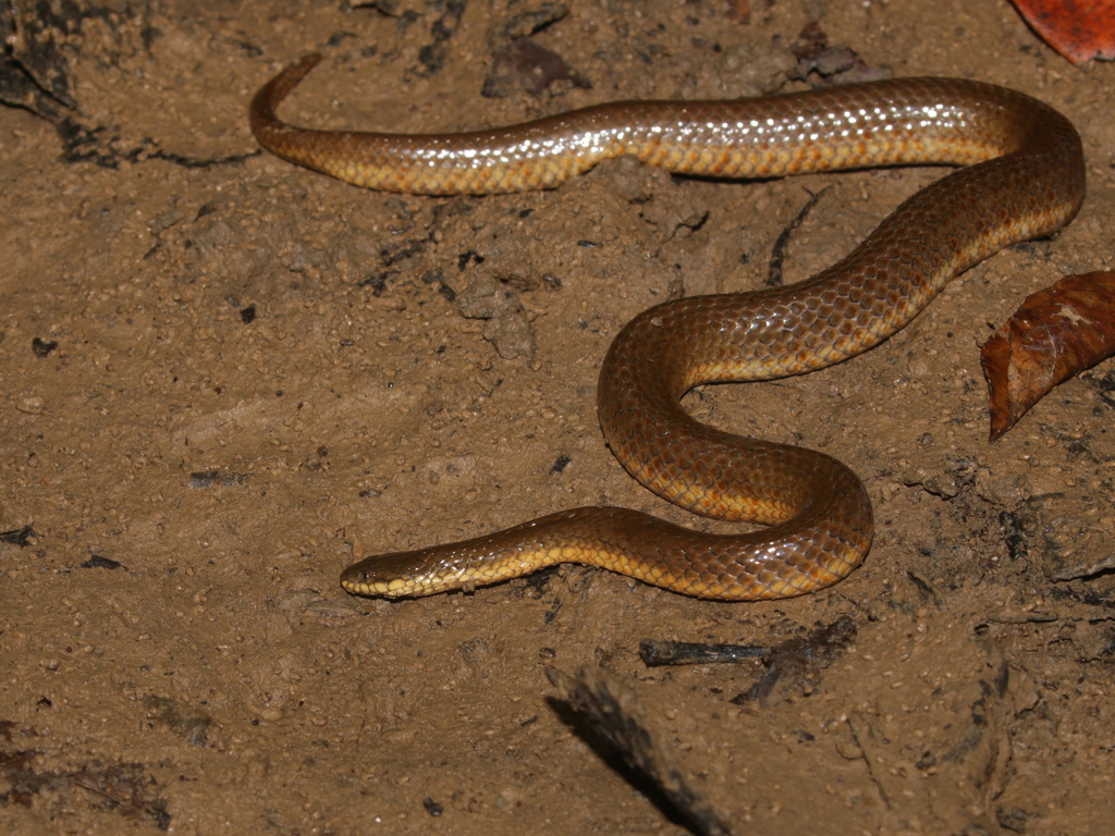 Gerard's Water Snake