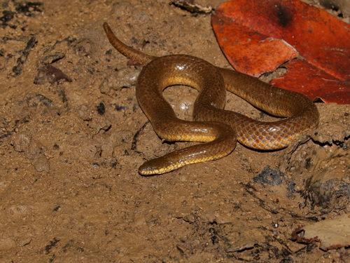 Cat-eyed Fishing Snake