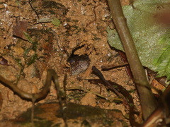 Groundwater's Keelback