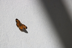 Phyciodes tharos