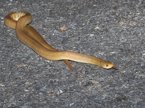 Hua Hin Kukri Snake, Oligodon huahin