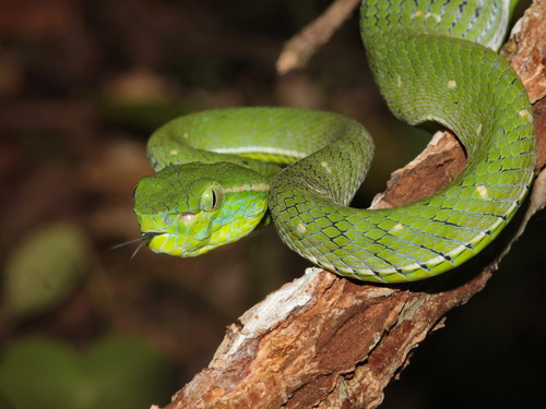 Hagen's Green Pit Viper