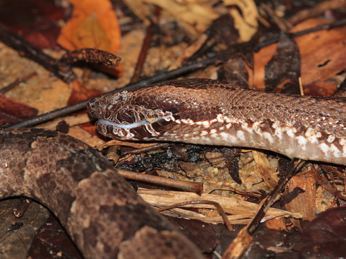 Indo-Malayan mountain pitviper