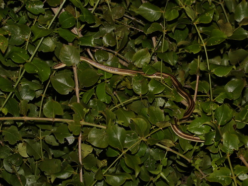 Indochinese Sand Snake