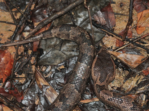 Indo-Malayan mountain pitviper