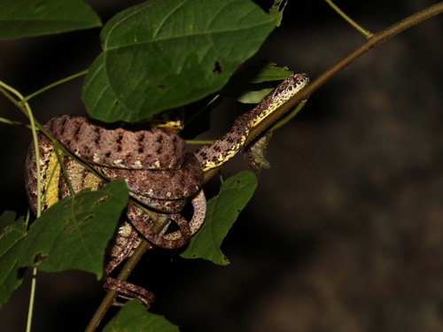 Jasper Cat Snake
