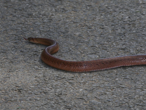 Grey Kukri Snake