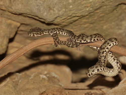Kanburi Pit Viper