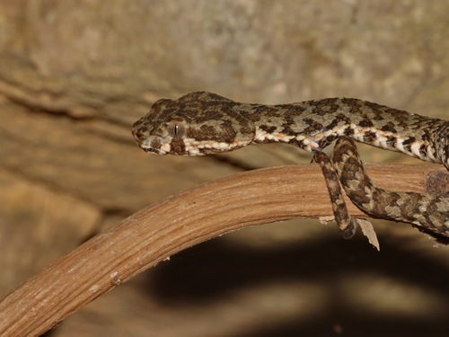 Kanburi Pit Viper