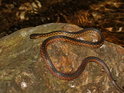 Hebius terrakarenorum