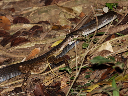 Keeled Rat Snake, Ptyas carinata