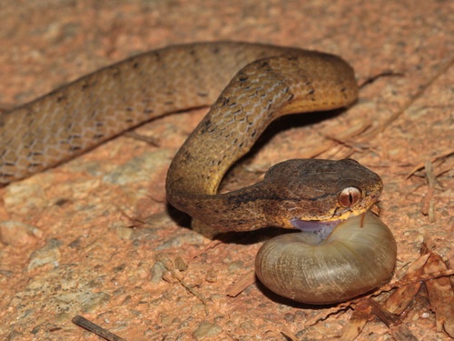 Keeled Slug Snake, Pareas carinatus