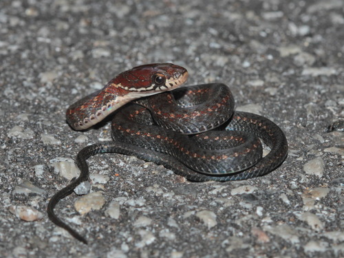 Khasi Hills Keelback