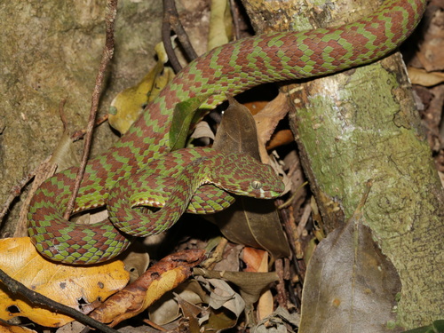 Kra Isthmus Pitviper