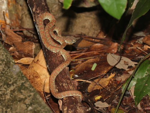 Kui Buri Pitviper