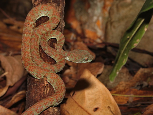 Kui Buri Pitviper