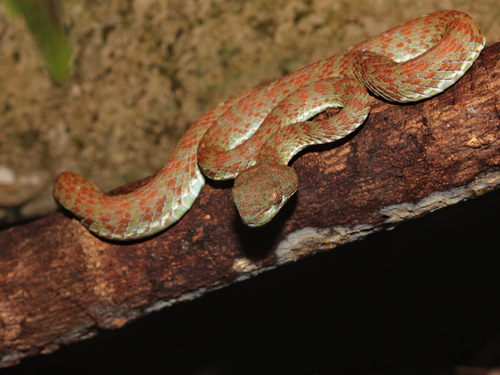 Kui Buri Pitviper